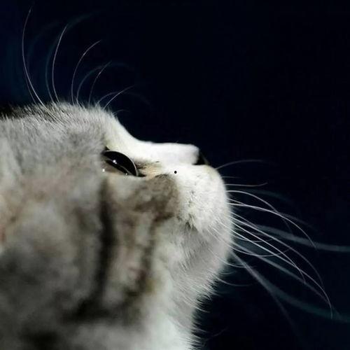 娱乐吃瓜君和猫,揭秘娱乐圈的萌宠趣事  第1张